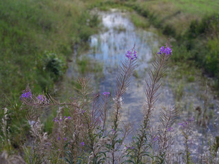 Flowers Near Ditch