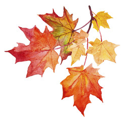 Aquarellillustration von gelben und roten Herbstblättern © alimyakubov