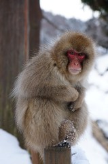 Portrait of a Snow Monkey