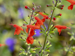 Salvia coccinea. Lady in red. Sauge du Texas rouge ou sauge tropicale rouge écarlate
