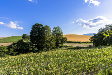 丘の町・美瑛の田園風景