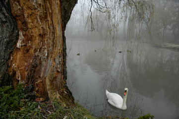 Schwimmender Schwan im Nebel