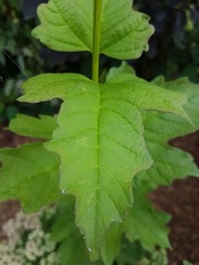 Beautiful flowers of the summer season