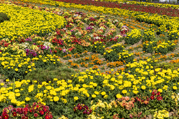 丘の町・美瑛の花畑