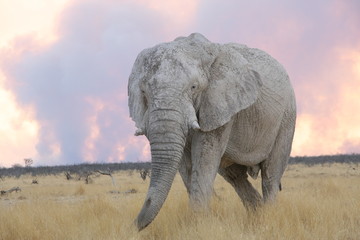 Fototapeta na wymiar Elefant flüchtet vor Buschfeuer