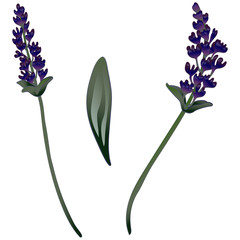 Obraz premium Lavender flower in a vector style isolated. Full name of the plant: lavender. Vector flower for background, texture, wrapper pattern, frame or border.