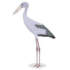 Asian openbill cartoon bird