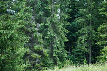 Magic green in the mountains. Picturesque green plants. Mountain landscape. Summer in the mountains. Screensaver. Painting of nature.