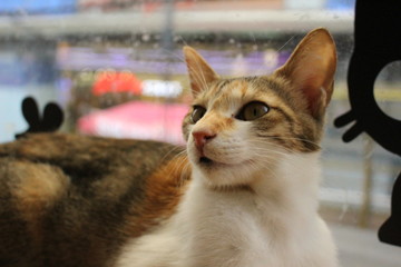  Cats in the Korean cat cafe