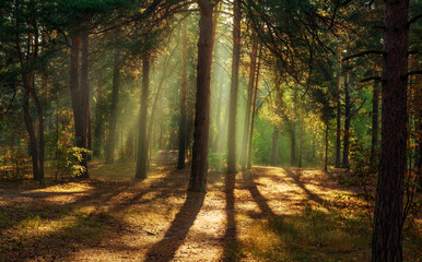 Obraz premium walk in the forest. sunny morning. the lights of a sun.