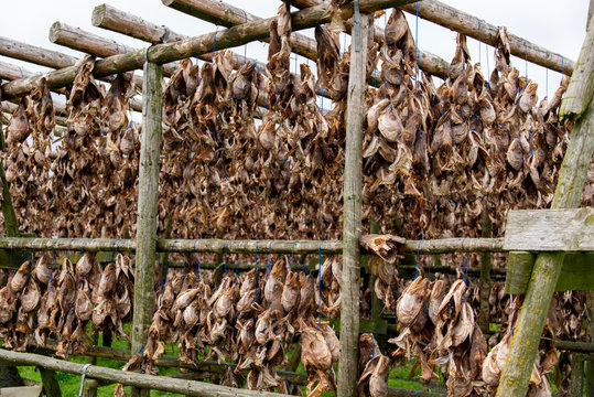 Torrfisk K&ouml;pfe h&auml;ngen am Trockengestell in Island, und werden an der Luft getrocknet und haltbar gemacht
