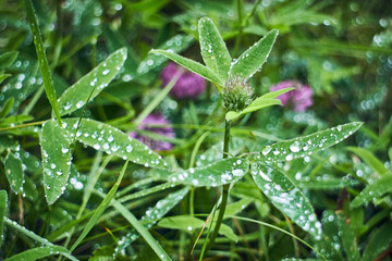 Wildflowers with dew. Summer in the mountains. Screensaver. Painting of nature.