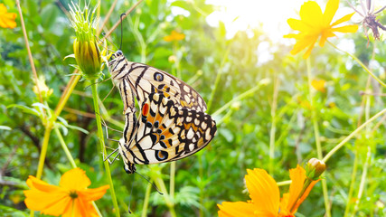 Butterflies mating