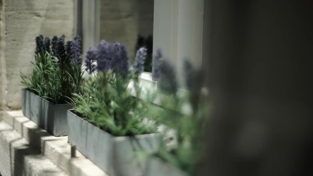 flowers in a window