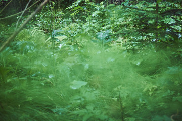 Magic green in the mountains. Picturesque green plants. Mountain landscape. Summer in the mountains. Screensaver. Painting of nature.