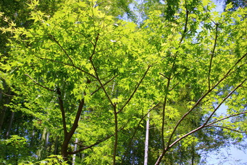 青もみじ（緑の葉のもみじ）