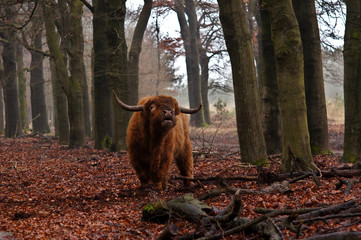 Long haired cow
