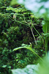 Magic green in the mountains. Picturesque green plants. Mountain landscape. Summer in the mountains. Screensaver. Painting of nature.