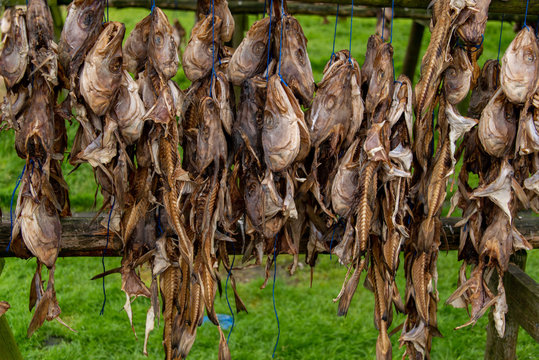 Trockenfisch in Island am Trockengestell zur Lufttrocknung und konservierung aufgeh&auml;ngt