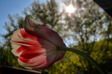 red and white striped tulip against sunlight