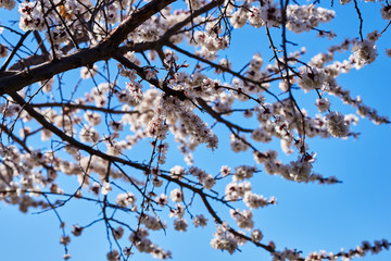 Spring white blossom against blue sky.