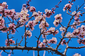 Branches of a blossoming fruit tree with large beautiful buds against a bright blue sky  Cherry or apple blossom in Spring season. Beautiful flowering fruit trees. Natural  background.
