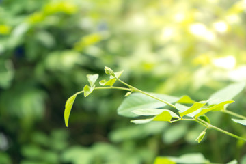 Close-Up nature view of green leaf on blurred greenery background in garden, wallpaper concept.