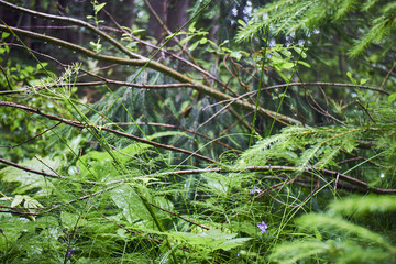 Magic green in the mountains. Picturesque green plants. Mountain landscape. Summer in the mountains. Screensaver. Painting of nature.