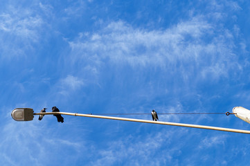 Birds on light pole against blue sky with clouds
