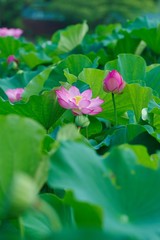 Ancient Lotus blooms in the morning
