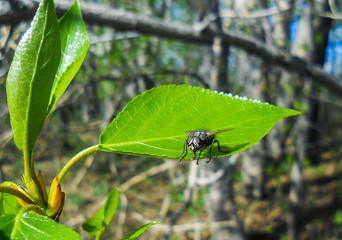 fly-Tsokotukha