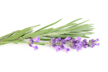 Twig of lavender with leaf isolated on a white background