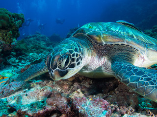 Naklejka na ściany i meble Green sea turtle
