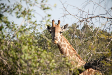 Peek-a-boo giraffe