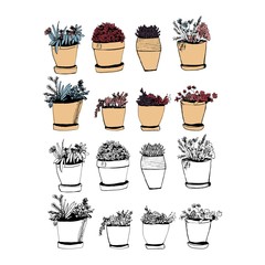 Plants illustrations. Hand drawn object