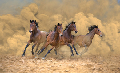 Four bay horses galloping fast from the dust storm