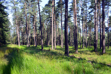 Forest in summer sunny day