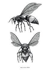 Wasp hand draw vintage clip art isolated on white background - obrazy, fototapety, plakaty