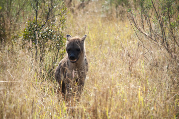 Hyena on African Safari