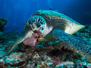 Obraz premium Green sea turtle