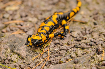 Europaean fire salamander (Salamandra salamandra) on the gravel road. Close-up of black yellow spotted amphibian in its natural environment. Detail of head of lizard like animal.