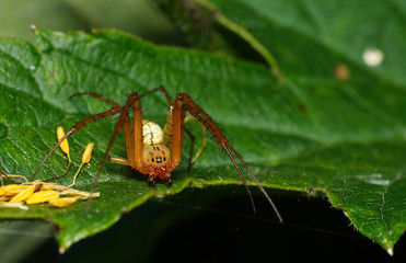 Close up of spider with many eyes