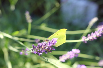 Żółty motyl na lawendowej gałązce