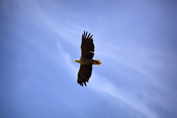 White-tailed eagle against the blue sky. Wild nature of Russia. Astrakhan Region. Russia