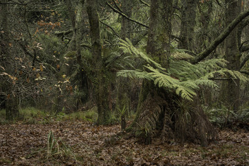 Old Forest - rotorua 