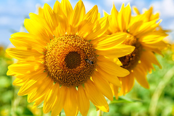  A close-up of one young bright yellow sunflower on a sunflower field in a warm sunny day, the background is blurred, a blue noob