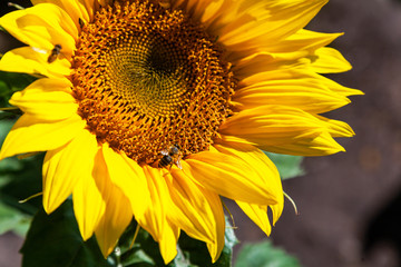  A close-up of one young bright yellow sunflower on a sunflower field in a warm sunny day, the background is blurred, a blue noob