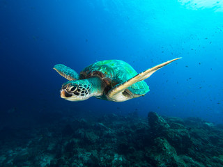 Fototapeta na wymiar Green sea turtle