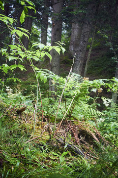 Greenery. Forest green. Summer in the mountains. Screensaver. Painting of nature.