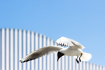 Möwe im Flug, Möwe auf Futtersuche, Ostsee, blau, weiß, gestreift